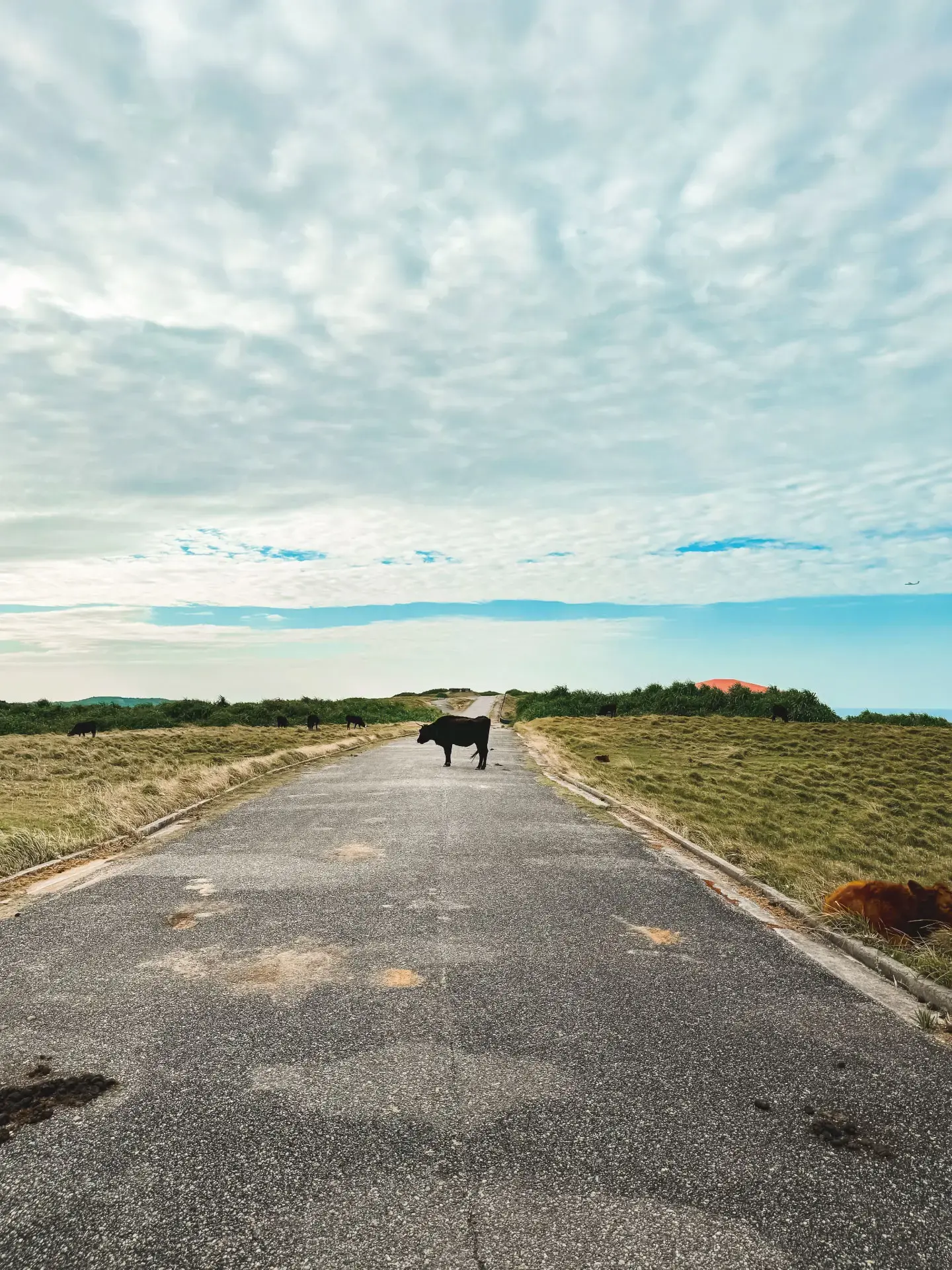 与那国島の道路にいる牛