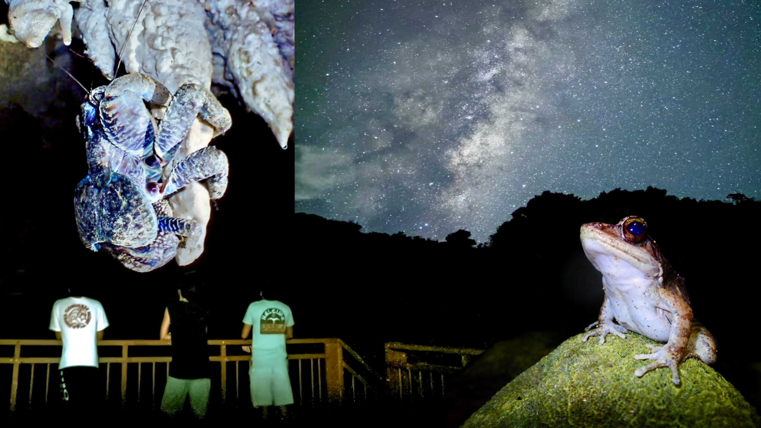 1.5時間】亜熱帯の生き物と星空を楽しむナイトツアー | むんぶリゾート